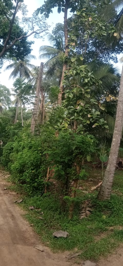 Land for Sale in Melsiripura