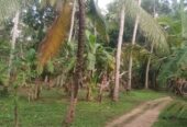 Land for Sale in Melsiripura